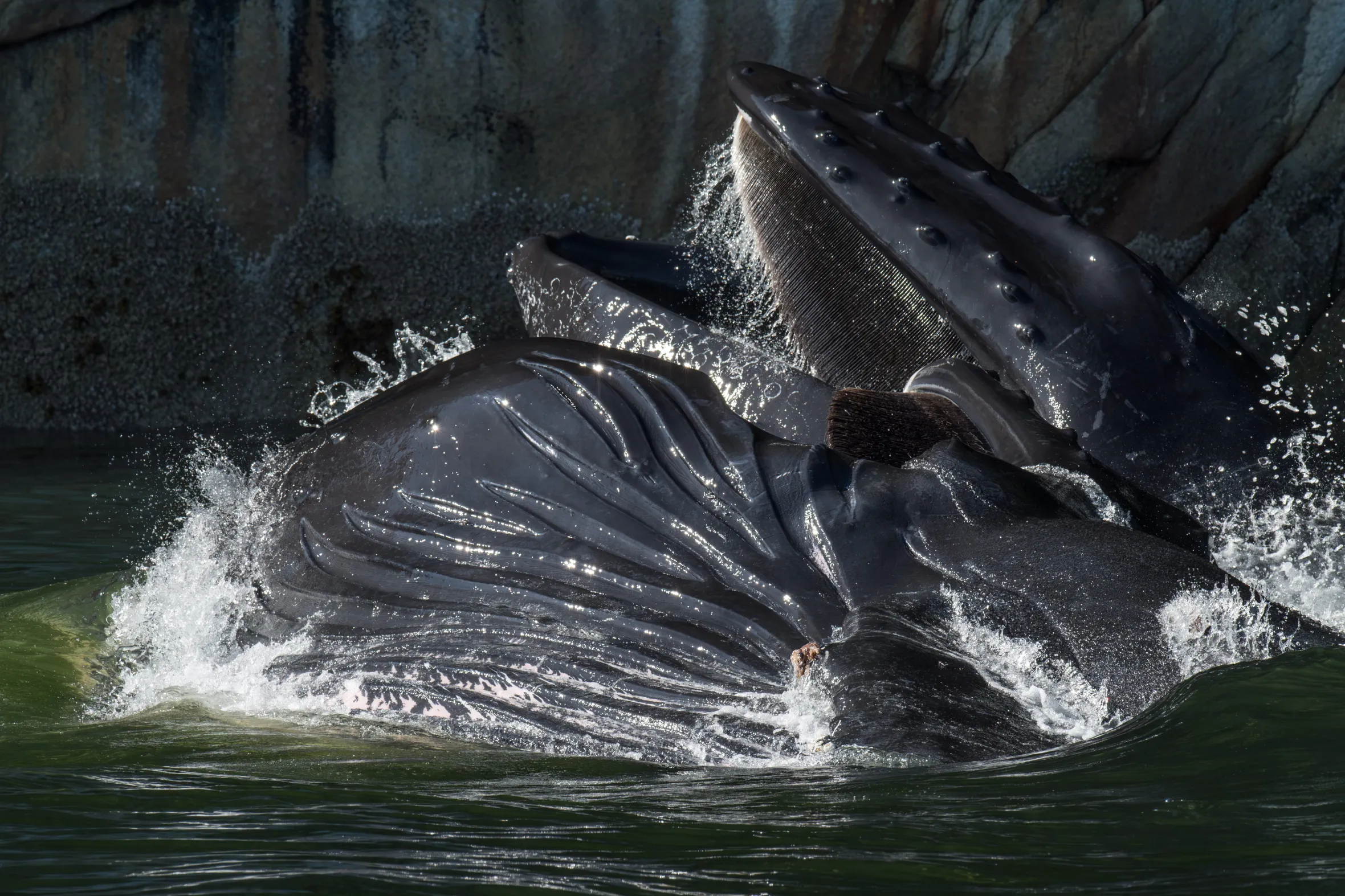 A humpback whale's pleated mouth expands, filtering water through its baleen to trap tiny fish.