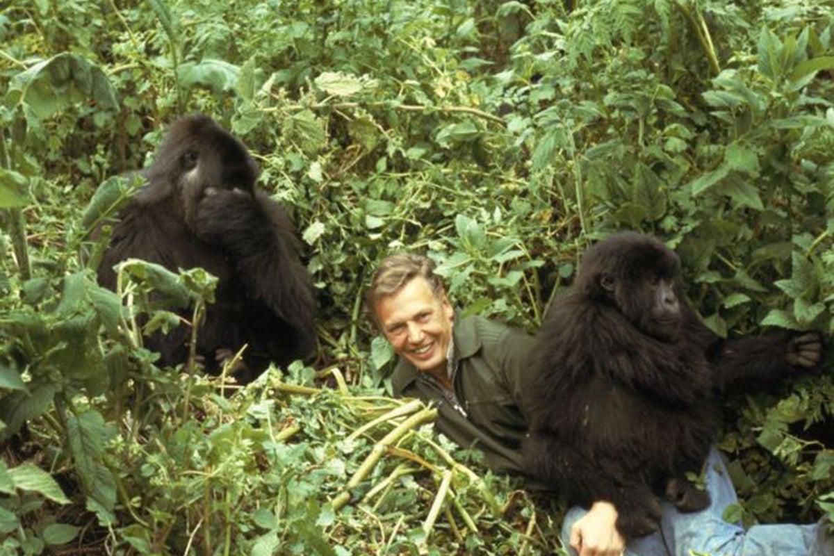 David Attenborough reveals he was interrogated by Rwandan police after filming iconic gorilla documentary