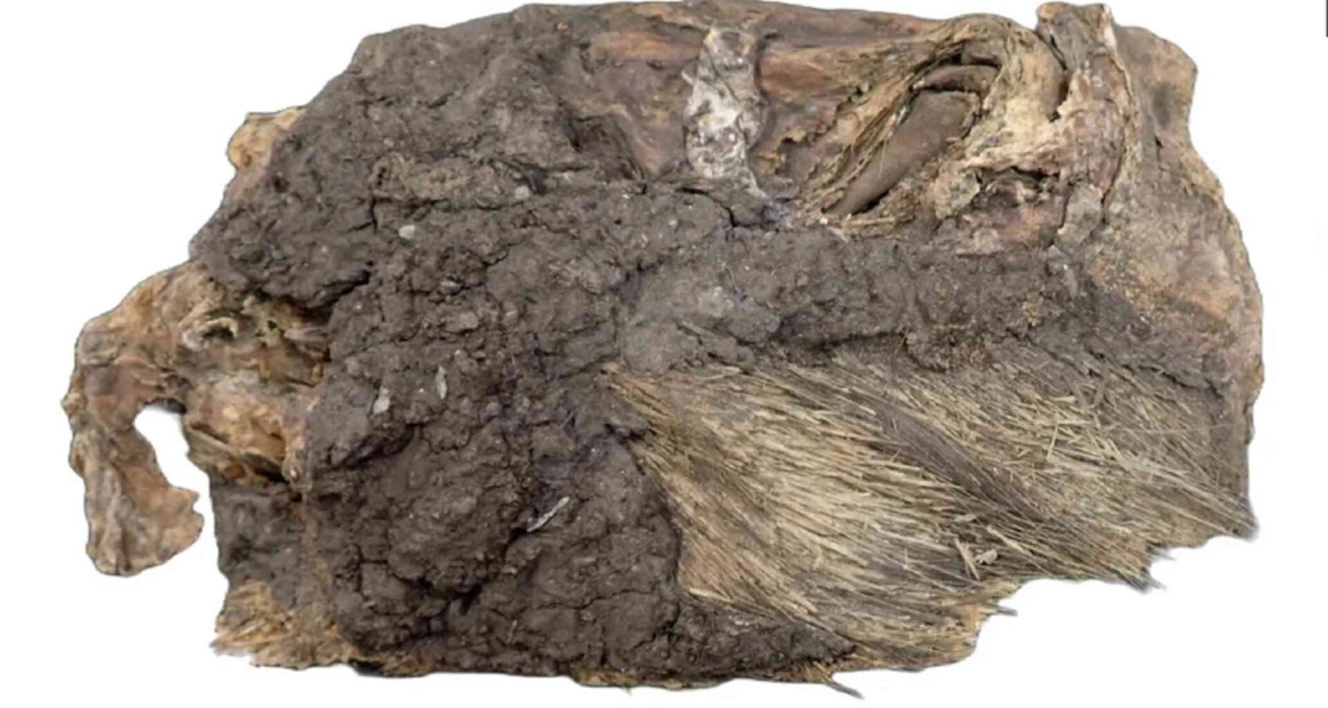 Mitochondrial genome sequenced from a 3,000-year-old porcupine