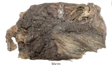 Mitochondrial genome sequenced from a 3,000-year-old porcupine