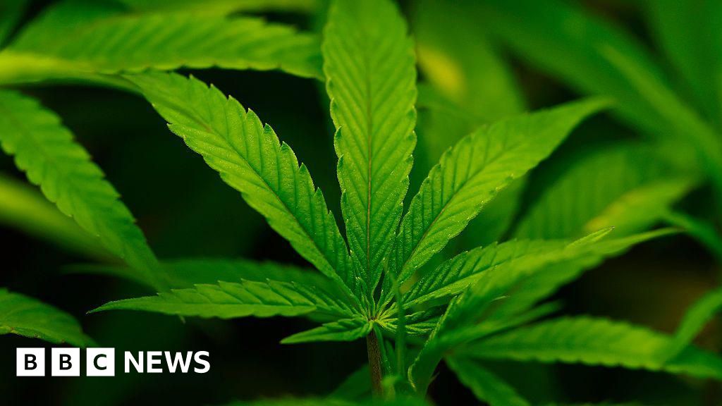 US reclassifies cannabis, raising possibility of marijuana legalisation - BBC