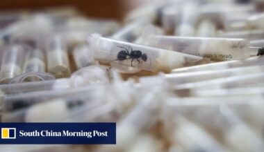 Ant smuggling in China, new airport rules in Hong Kong: 5 weekend reads you missed - South China Morning Post