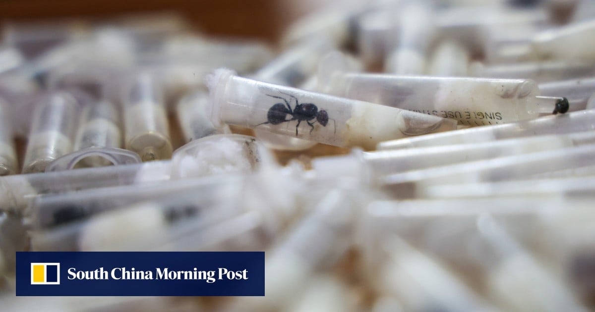 Ant smuggling in China, new airport rules in Hong Kong: 5 weekend reads you missed - South China Morning Post