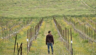 'This Cannot Be Kosher': Rabbinate Rules Make Israel's Wine Industry Bitter