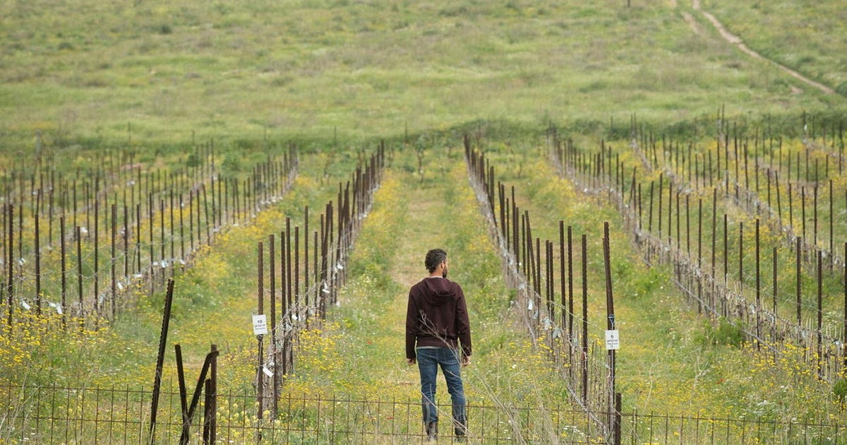 'This Cannot Be Kosher': Rabbinate Rules Make Israel's Wine Industry Bitter