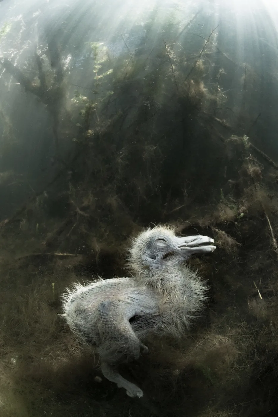 Dead Chick of the Pond by Gael Modrak