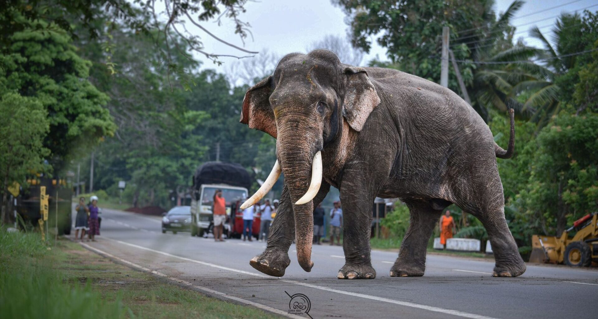 Living with wildlife, bearing the cost