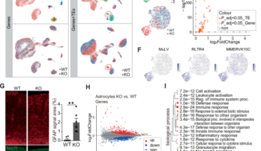 SETDB1 modulates neuroinflammation in the mouse cortex by regulating neuronal P2rx7 expression