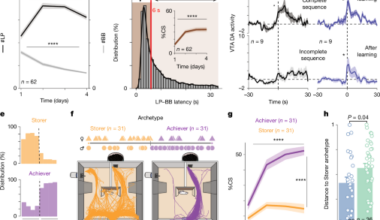 Dopaminergic mechanisms of dynamical social specialization