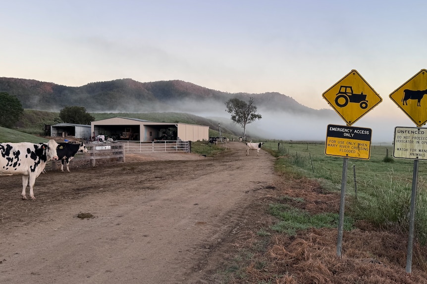 Signs and cows beside a road on a misty property.