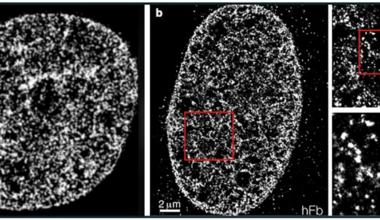 The Fluid Mosaic Model of chromatin organization: integrating dynamics, conformational heterogeneity and multiscale organization