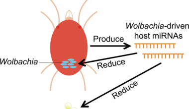 Wolbachia-driven host miRNAs mediate arthropod reproduction in a Wolbachia density-dependent manner