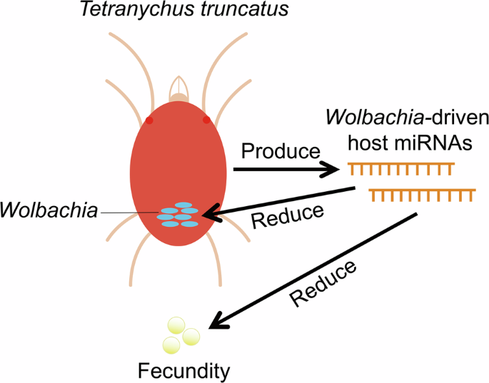 Wolbachia-driven host miRNAs mediate arthropod reproduction in a Wolbachia density-dependent manner
