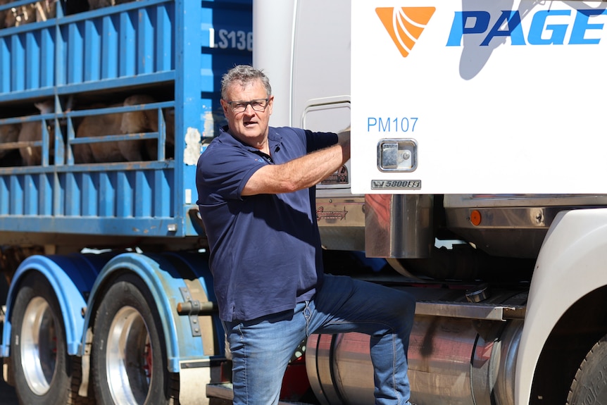 a man steps up into the cab of a livestock truck