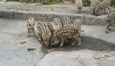 Wild boars move into city, dine with street cats in Türkiye
