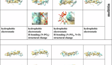 Bacterial cell fate under stress: lipid remodeling and antimicrobial peptide attack