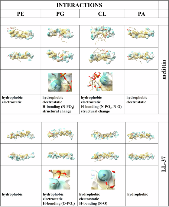 Bacterial cell fate under stress: lipid remodeling and antimicrobial peptide attack