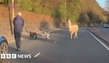 On the hoof - llama and pygmy goats stop traffic after enclosure escape - BBC