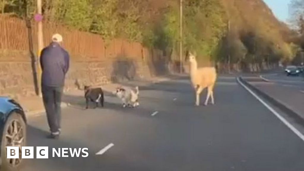 On the hoof - llama and pygmy goats stop traffic after enclosure escape - BBC