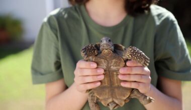 Israeli Researchers Discover Turtles and Humans Share a Surprising Visual Ability