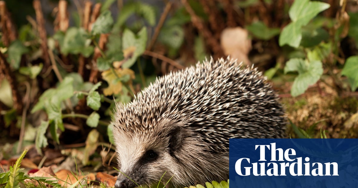 German mayors call for night-time ban on robot lawnmowers to protect hedgehogs | Wildlife