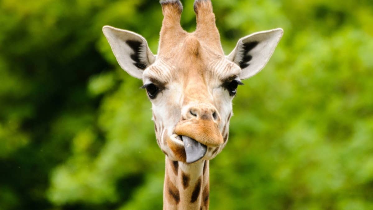 Giraffe Sticks Out Her Tongue To Catch the Rain Just Like a Child