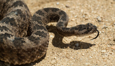 Experts urge caution following 2 fatal snakebites in warmer than usual SoCal – NBC 7 San Diego