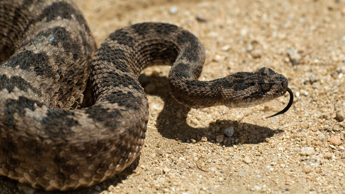 Experts urge caution following 2 fatal snakebites in warmer than usual SoCal – NBC 7 San Diego