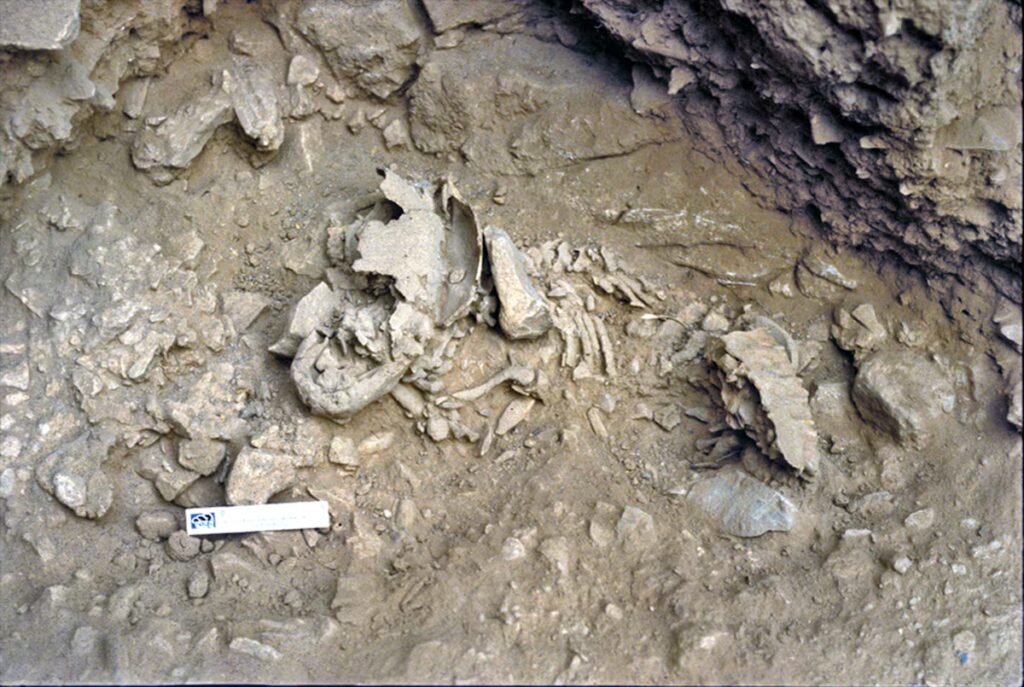 The Amud 7 skeleton during excavations in the 1960s