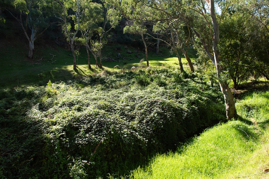 clump of blackberry bushes in a green valley