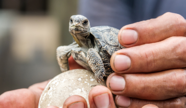 galapagos, tortoises, island, conservation, science