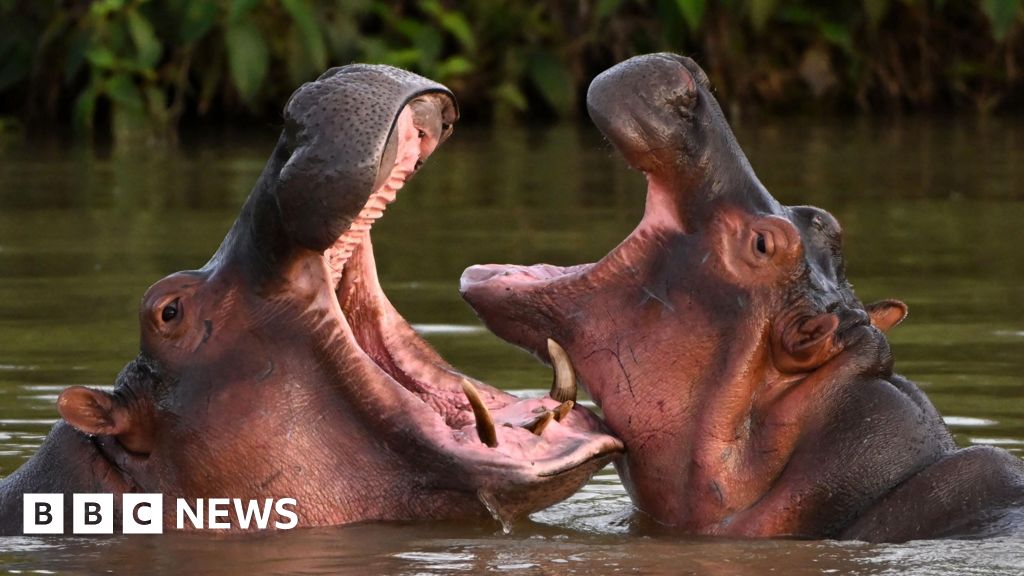 Indian billionaire's son offers to save Escobar's hippos - BBC