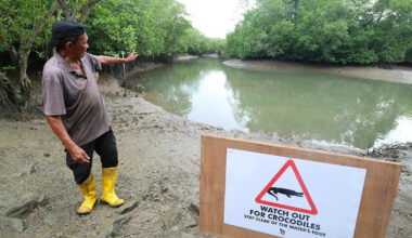 NParks urges caution after recent crocodile sightings near Pulau Ubin