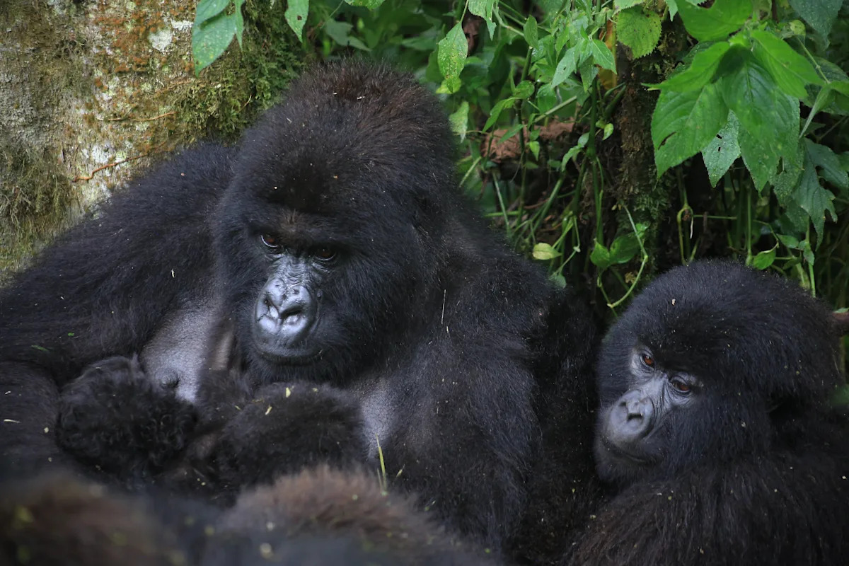 Twin Gorilla Births Bring Hope to Endangered Species