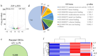 Maternal parent sets the pace: Imprinted genes linked to faster drying in hybrid maize seeds