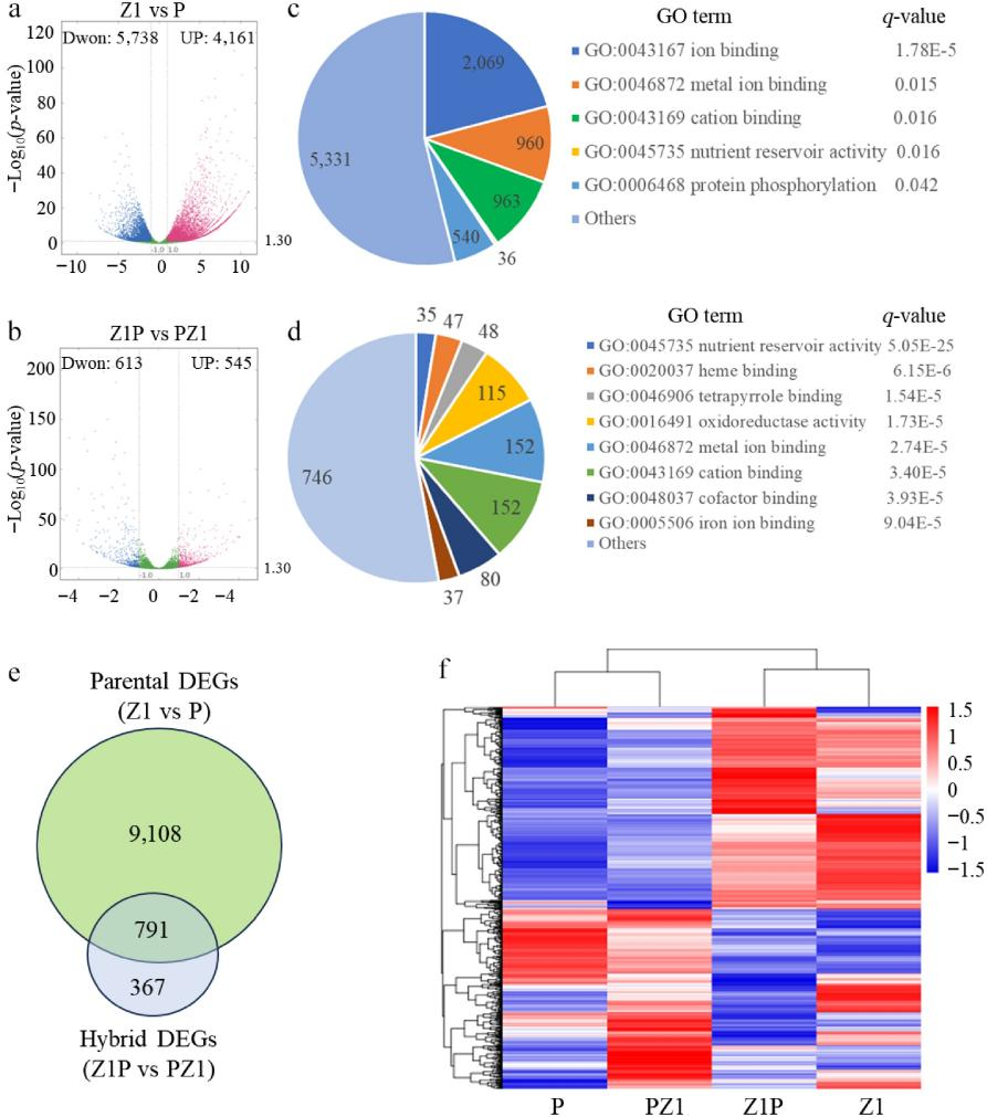 Maternal parent sets the pace: Imprinted genes linked to faster drying in hybrid maize seeds