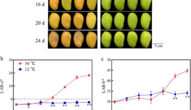 Why 12°C is the sweet spot for keeping mangoes fresh longer?