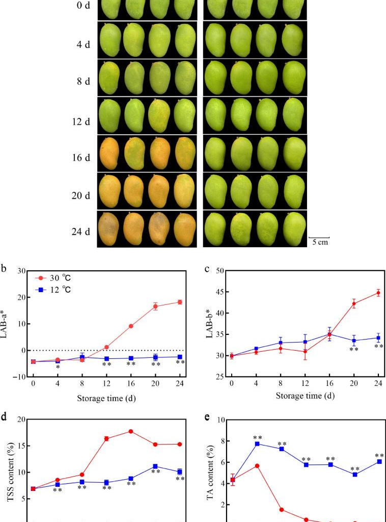 Why 12°C is the sweet spot for keeping mangoes fresh longer?