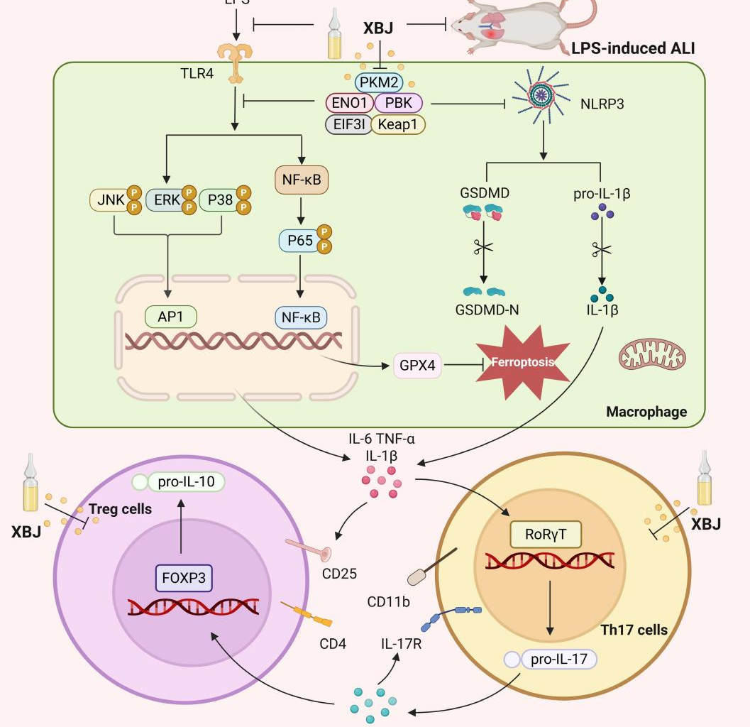 Stopping the inflammatory spiral: How Xuebijing protects the lung barrier in acute lung injury