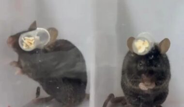 Chinese scientists decipher centuries-old puzzle of human handedness