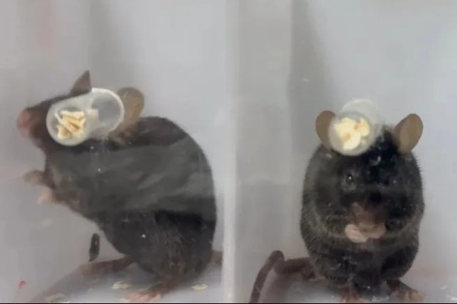 Chinese scientists decipher centuries-old puzzle of human handedness