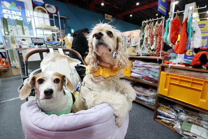 Two dogs ride in a pet stroller at the 'K-Pet Fair' at SETEC in southern Seoul, March 22. Yonhap