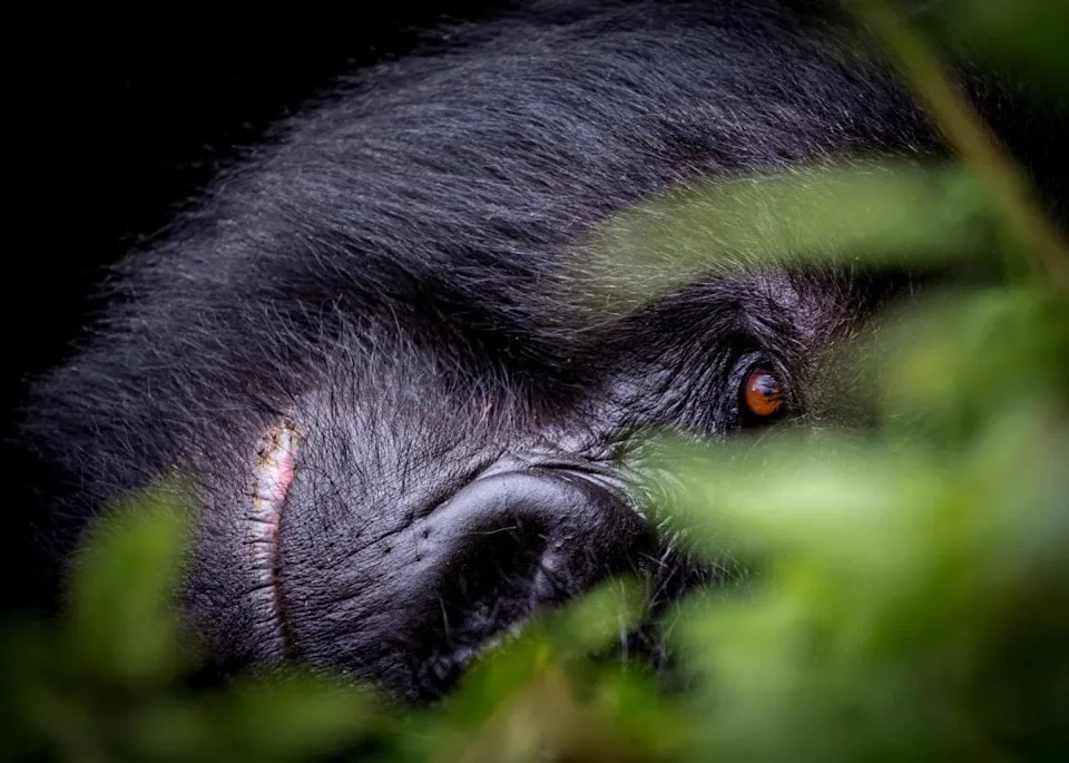 Silverback Mountain Gorilla in Virunga Mountains Rwanda