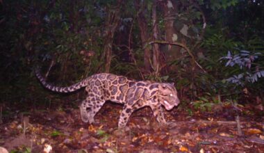 13 camera traps, 6.5 years, and 1 rare clouded leopard: Photography once again helps wildlife conservation as researchers set a record for the longest a single animal has been studied