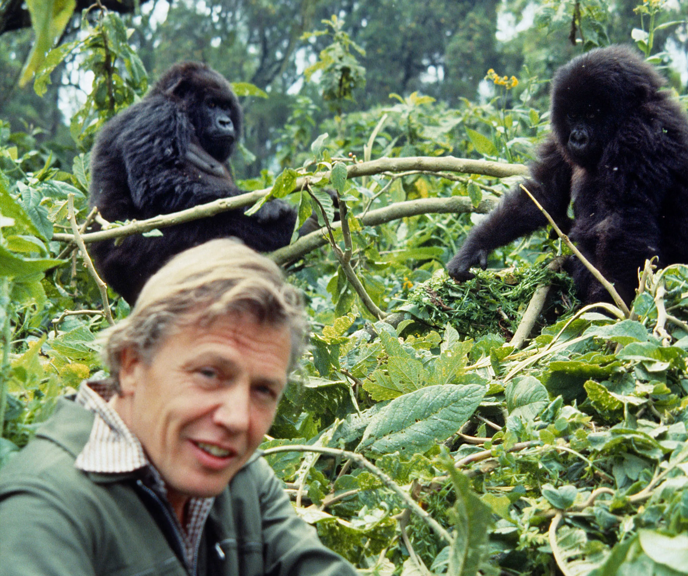 David Attenborough filming with mountain gorillas in Rwanda for the "Life on Earth" series, 1978.