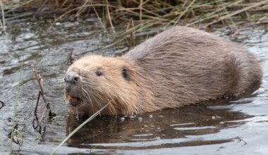Beaver shot in face is now thriving — and his teeth have grown back