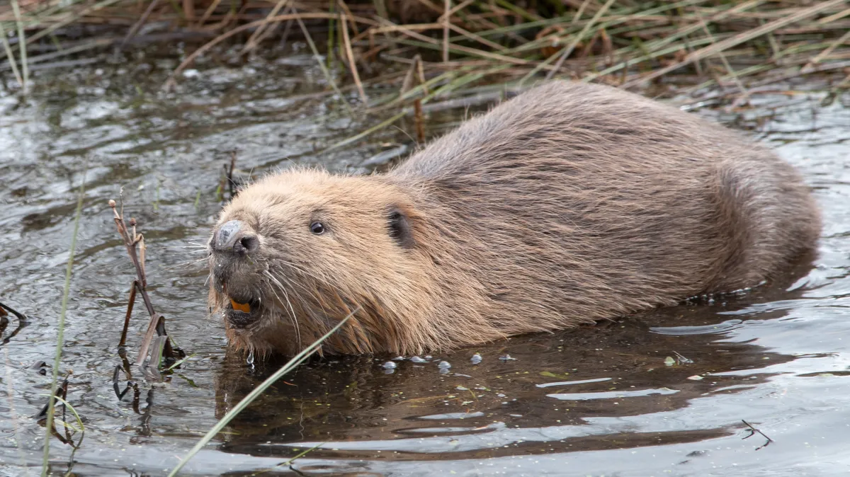 Beaver shot in face is now thriving — and his teeth have grown back