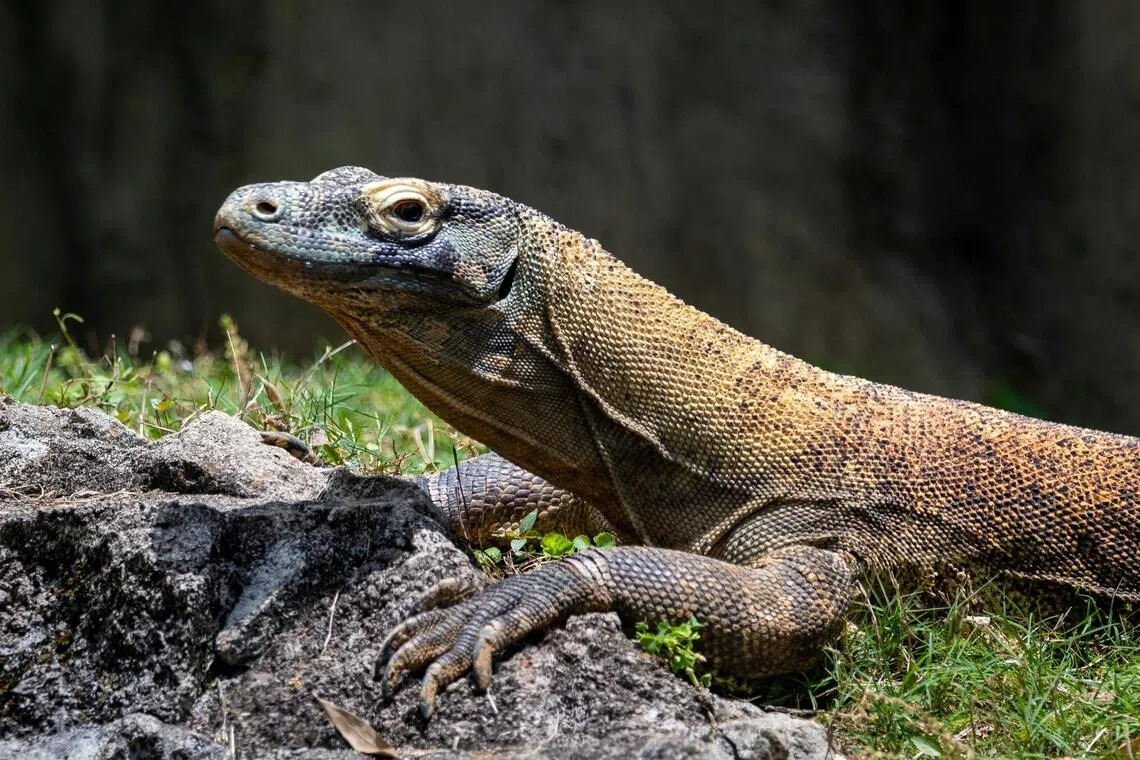 Police said the suspects have smuggled and traded at least 20 Komodo dragons since January 2025, and pocketed some US$33,000 (S$41,960).
