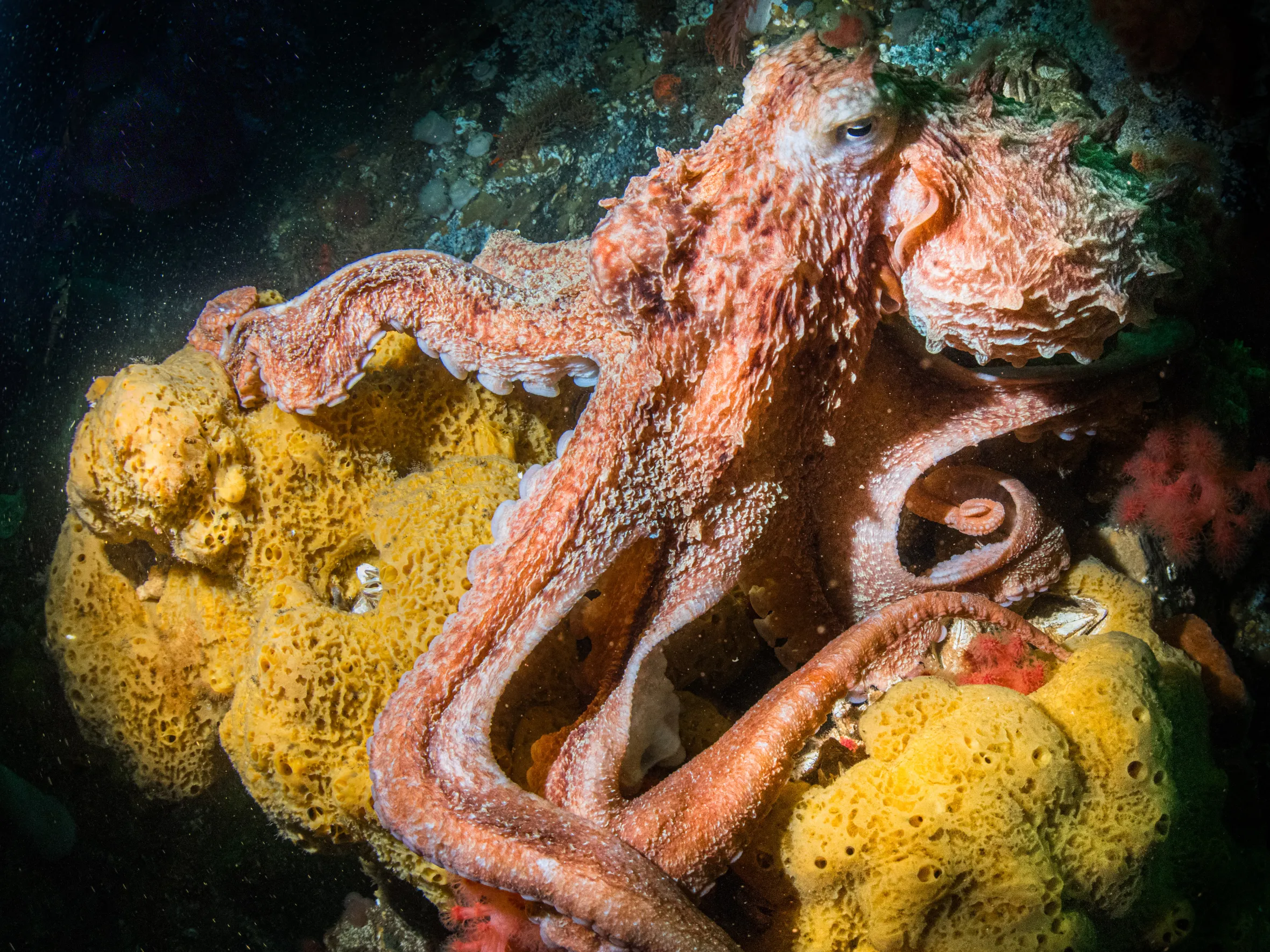 A Giant Pacific Octopus resting on bright yellow sponges.