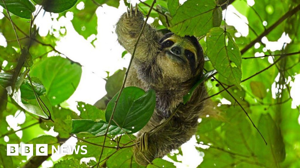 31 sloths die in Florida before opening of attraction - BBC